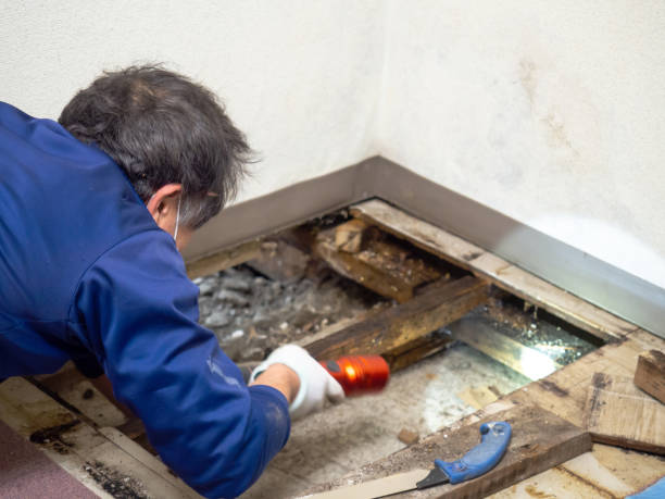Best Mold Removal Company Near Me  in Pompton Lakes, NJ