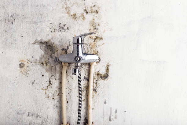Best Best Mold Removal Companies  in Pompton Lakes, NJ