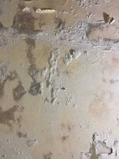 Best Commercial Mold Removal  in Pompton Lakes, NJ