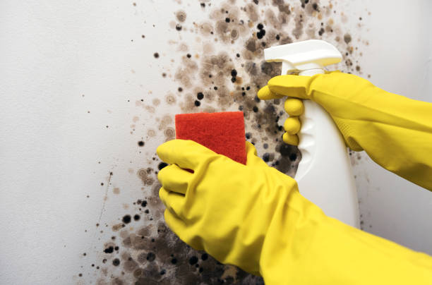 Best Residential Mold Removal  in Pompton Lakes, NJ
